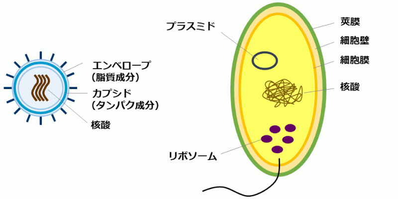 図1：ウイルスと細菌の基本構造