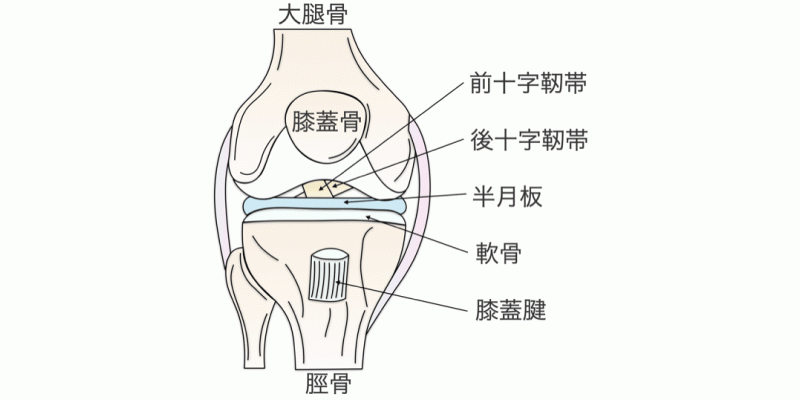 膝関節の痛みの考え方について
