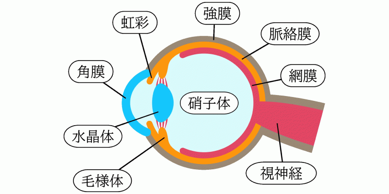 老眼の原因