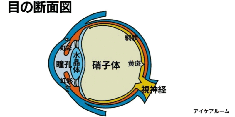 目の断面図