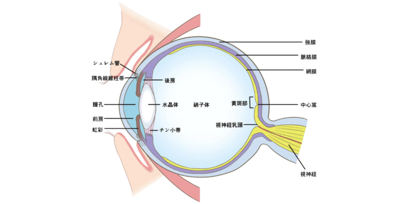 構造上、目の裏には行けない仕組み